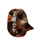 おからさんです（ねこ）。（個別スタンプ：14）