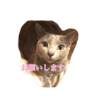 おからさんです（ねこ）。（個別スタンプ：16）