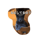 おからさんです（ねこ）。（個別スタンプ：20）