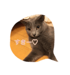 おからさんです（ねこ）。（個別スタンプ：21）
