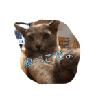 おからさんです（ねこ）。（個別スタンプ：23）