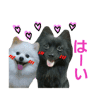 GARO ＆ THICO（個別スタンプ：11）