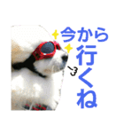 GARO ＆ THICO（個別スタンプ：12）