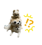 GARO ＆ THICO（個別スタンプ：17）