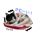 うちの猫たまおくん（個別スタンプ：1）