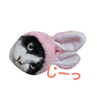 うちの猫たまおくん（個別スタンプ：2）