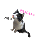 うちの猫たまおくん（個別スタンプ：3）