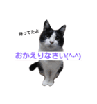 うちの猫たまおくん（個別スタンプ：4）