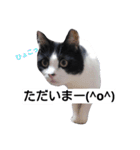 うちの猫たまおくん（個別スタンプ：5）