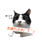 うちの猫たまおくん（個別スタンプ：6）