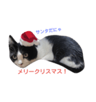 うちの猫たまおくん（個別スタンプ：8）