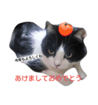 うちの猫たまおくん（個別スタンプ：9）