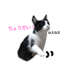 うちの猫たまおくん（個別スタンプ：10）