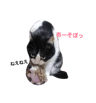 うちの猫たまおくん（個別スタンプ：11）