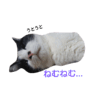 うちの猫たまおくん（個別スタンプ：12）