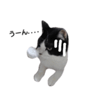 うちの猫たまおくん（個別スタンプ：13）