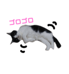 うちの猫たまおくん（個別スタンプ：14）
