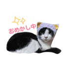 うちの猫たまおくん（個別スタンプ：16）