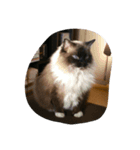 ねこのルリさん（個別スタンプ：3）