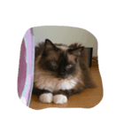 ねこのルリさん（個別スタンプ：4）