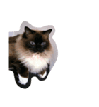 ねこのルリさん（個別スタンプ：5）