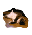 ねこのルリさん（個別スタンプ：6）