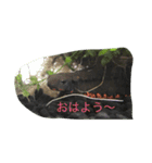 お腹の赤いイモリさん（個別スタンプ：1）