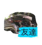 お腹の赤いイモリさん（個別スタンプ：4）