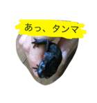 お腹の赤いイモリさん（個別スタンプ：6）