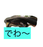 お腹の赤いイモリさん（個別スタンプ：11）