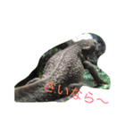 お腹の赤いイモリさん（個別スタンプ：12）