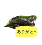 お腹の赤いイモリさん（個別スタンプ：15）