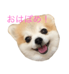 ゴン太からのほんわか日和（個別スタンプ：1）