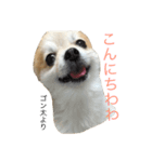 ゴン太からのほんわか日和（個別スタンプ：2）