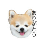 ゴン太からのほんわか日和（個別スタンプ：3）