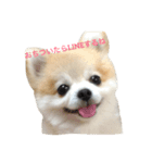 ゴン太からのほんわか日和（個別スタンプ：6）