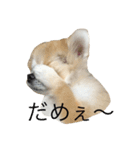 ゴン太からのほんわか日和（個別スタンプ：8）