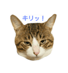ナツ男（個別スタンプ：5）