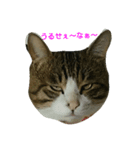 ナツ男（個別スタンプ：7）