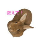 キャロちゃん 1（個別スタンプ：2）