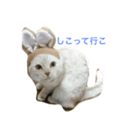 熊本弁にゃんこ〜ず（個別スタンプ：3）