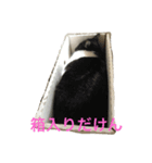 熊本弁にゃんこ〜ず（個別スタンプ：6）