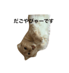 熊本弁にゃんこ〜ず（個別スタンプ：7）