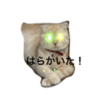 熊本弁にゃんこ〜ず（個別スタンプ：8）
