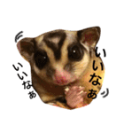 フクロモモンガのもこちゃん（個別スタンプ：2）