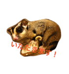 フクロモモンガのもこちゃん（個別スタンプ：4）