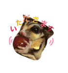 フクロモモンガのもこちゃん（個別スタンプ：10）