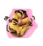 フクロモモンガのもこちゃん（個別スタンプ：12）