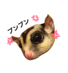 フクロモモンガのもこちゃん（個別スタンプ：15）