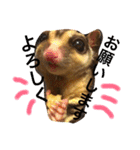 フクロモモンガのもこちゃん（個別スタンプ：24）
